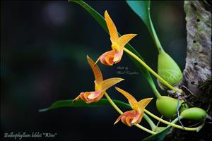 Bulbophyllum lobbii