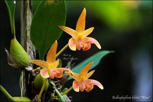 Bulbophyllum lobbii