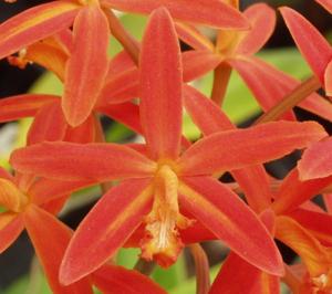 Cattleya angereri