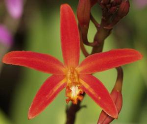 Cattleya angereri