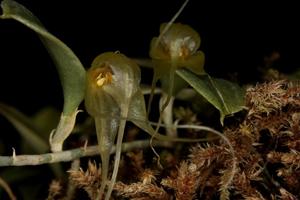 Brachionidium valerioi