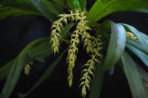 Bulbophyllum flavescens