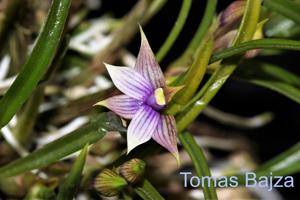 Dendrobium cyanocentrum