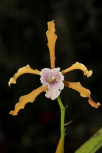 Cattleya grandis