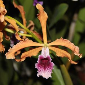 Cattleya grandis