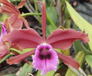 Cattleya tenebrosa