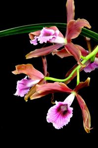 Cattleya tenebrosa