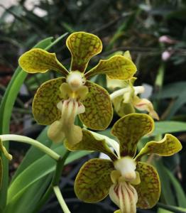 Vanda motesiana