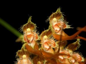 Bulbophyllum setaceum