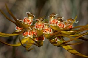 Bulbophyllum setaceum