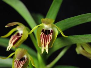 Vanda cristata