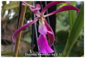 Encyclia kennedyi