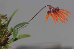 Bulbophyllum skeatianum