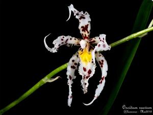 Oncidium naevium