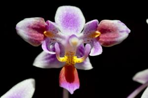 Phalaenopsis equestris