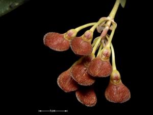 Bulbophyllum spathulatum