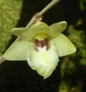 Dendrobium judithiae