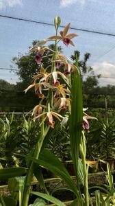 Phaius tankervilleae