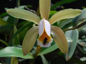 Cattleya forbesii