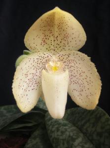 Paphiopedilum concolor