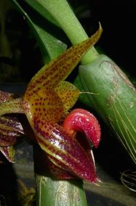 Bulbophyllum subumbellatum