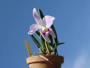 Cattleya pumila