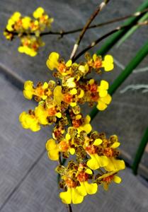 Trichocentrum ascendens