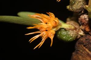 Bulbophyllum sutepense