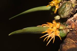 Bulbophyllum sutepense