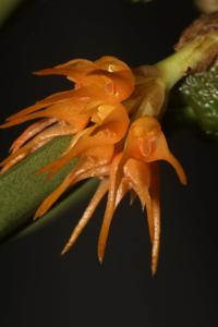 Bulbophyllum sutepense