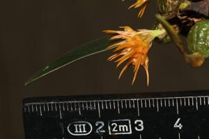 Bulbophyllum sutepense