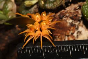 Bulbophyllum sutepense