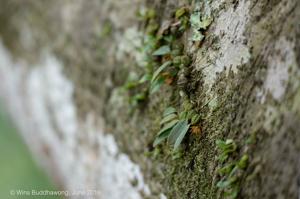 Bulbophyllum sutepense