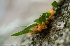 Bulbophyllum sutepense