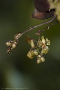 Phalaenopsis mirabilis