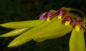 Bulbophyllum retusiusculum