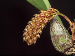 Bulbophyllum tricorne