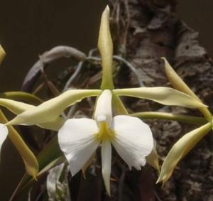 Epidendrum falcatum