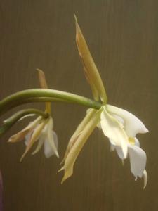 Epidendrum falcatum