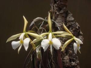 Epidendrum falcatum