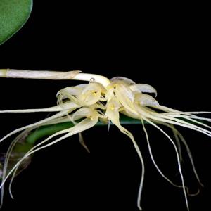 Bulbophyllum vaginatum