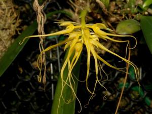 Bulbophyllum vaginatum