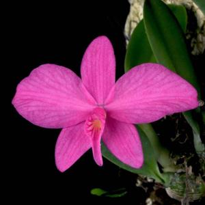 Cattleya wittigiana