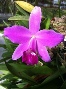 Cattleya sincorana