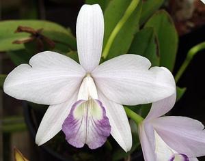 Cattleya sincorana