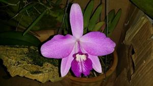 Cattleya sincorana