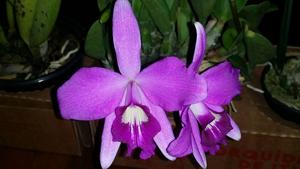 Cattleya sincorana