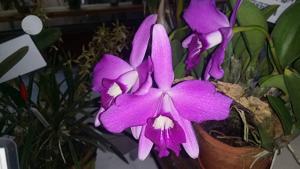 Cattleya sincorana