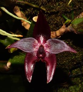 Bulbophyllum elevatopunctatum