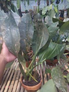 Bulbophyllum ericssonii